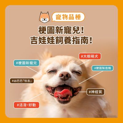 寵友科技 吉娃娃——梗圖新寵兒！飼養(yǎng)指南與常見健康問題解析